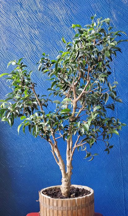 бонсай карликовое дерево