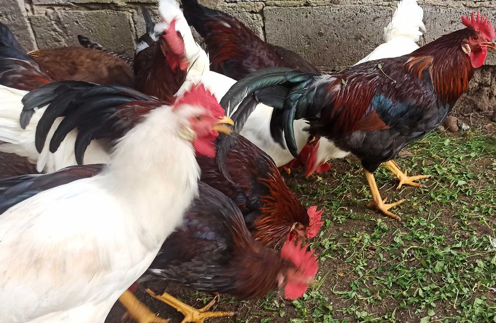 Koguty leghorn i włoszka 2025