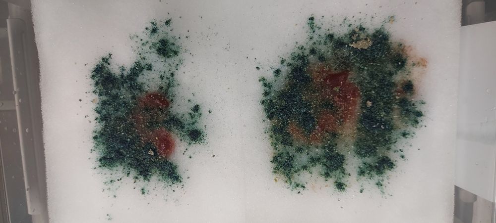 Auloforus hodowla, pojemnik zamykany  zestaw