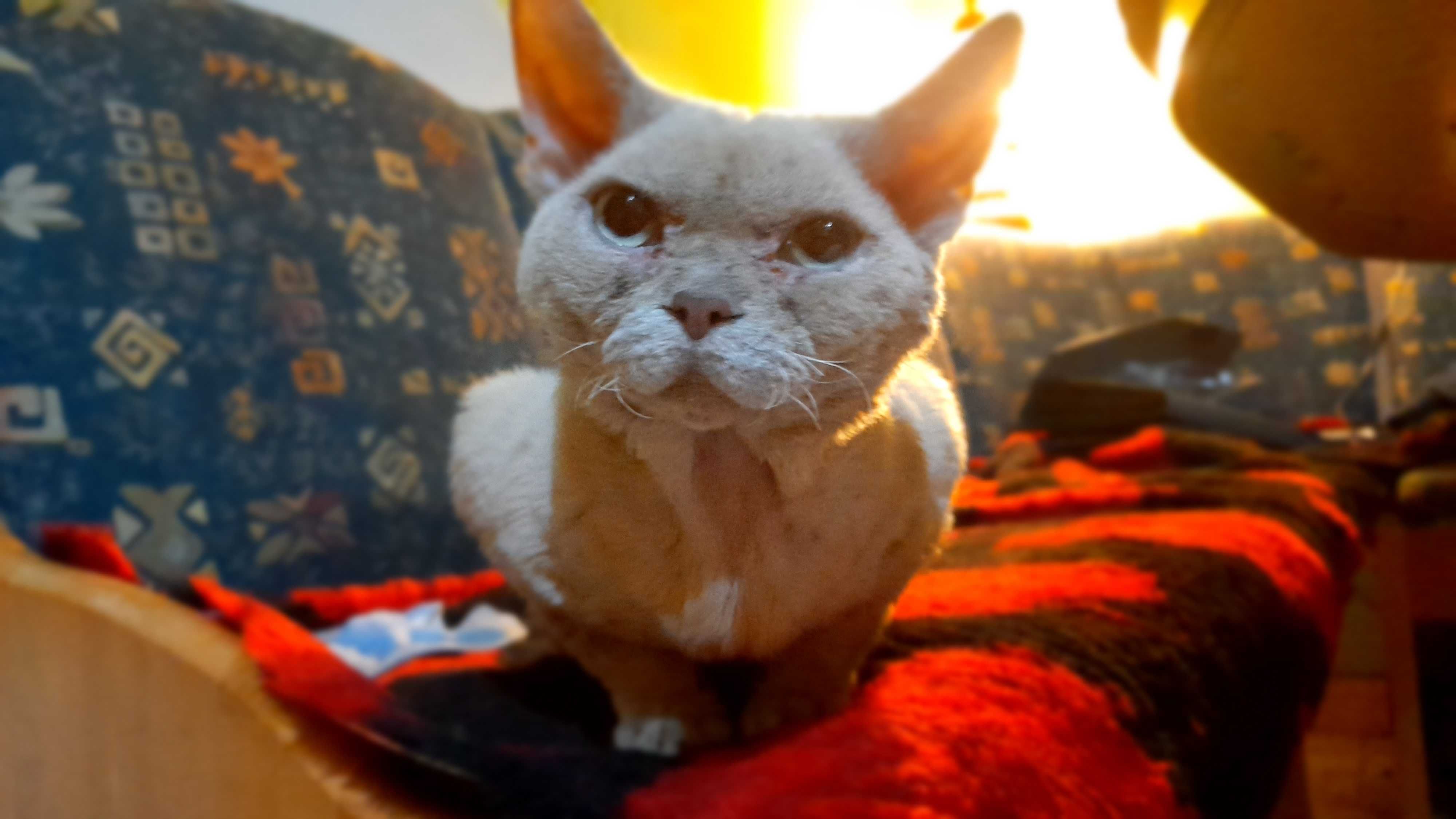 Kotek rasy devon rex