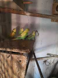 Papugi/papużki faliste
