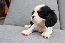 Cavalier King Spaniel- Piesek