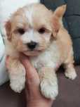 Śliczna dziewczynka Maltipoo