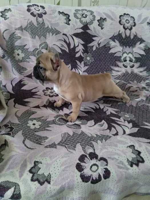 Дівчинка французьського бульдога