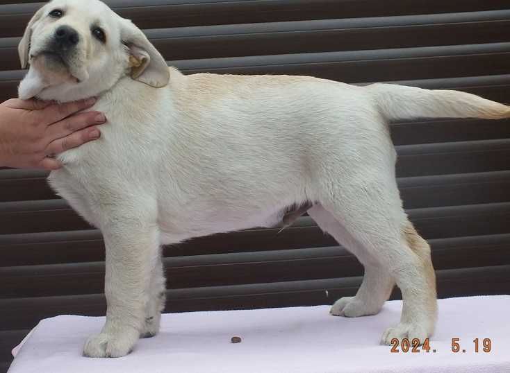 Biszkoptowy szczeniak Labrador retriever "Jack Black" 10 tygodni