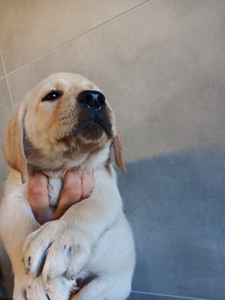 Labrador Retriever szczenie Wspaniałej Budowy Po ojcu pochodzenia FCI