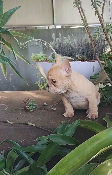 Bulldog Francês Fêmea