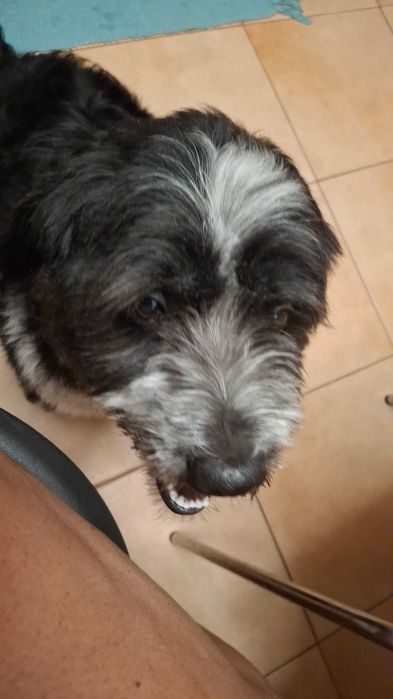 Estou doando esse cão d'água