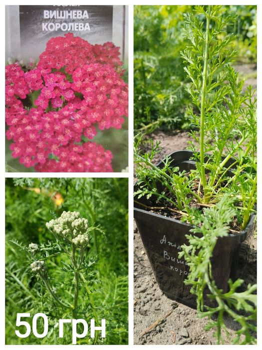 Едельвейс, гіпсофіла, деревій, кортадерія однорічні