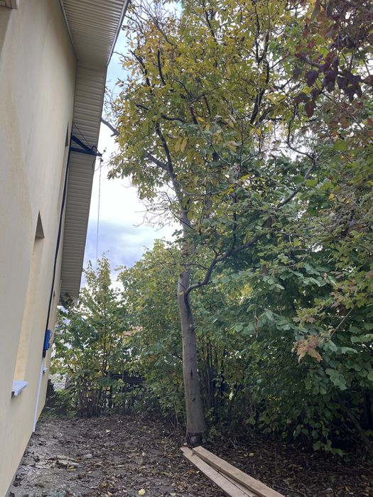 Дерево горіха, самовивіз, самозруб