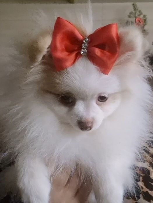 Szpic miniaturowy/pomeranian suczka,sliczna