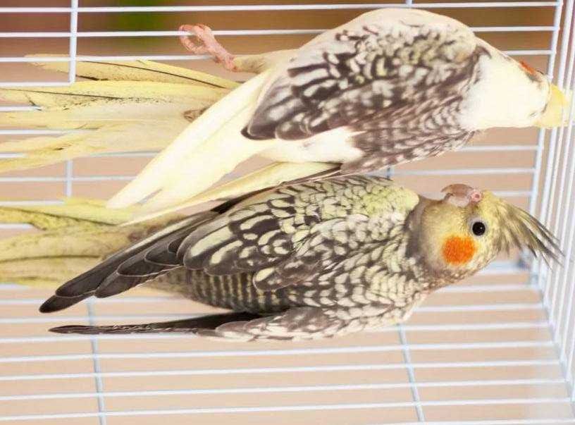 Корелла Німфа папуга яскравого кольору