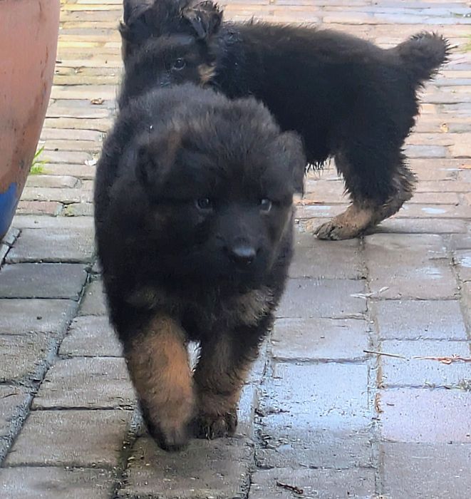 Owczarek niemiecki długowłosy