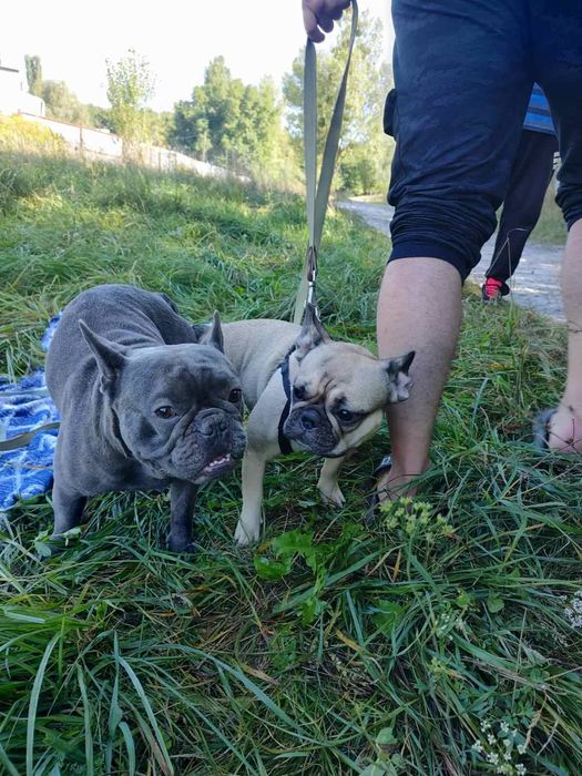 Вязка французкого бульдога