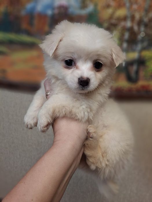 Продам девочку Мальтезе.