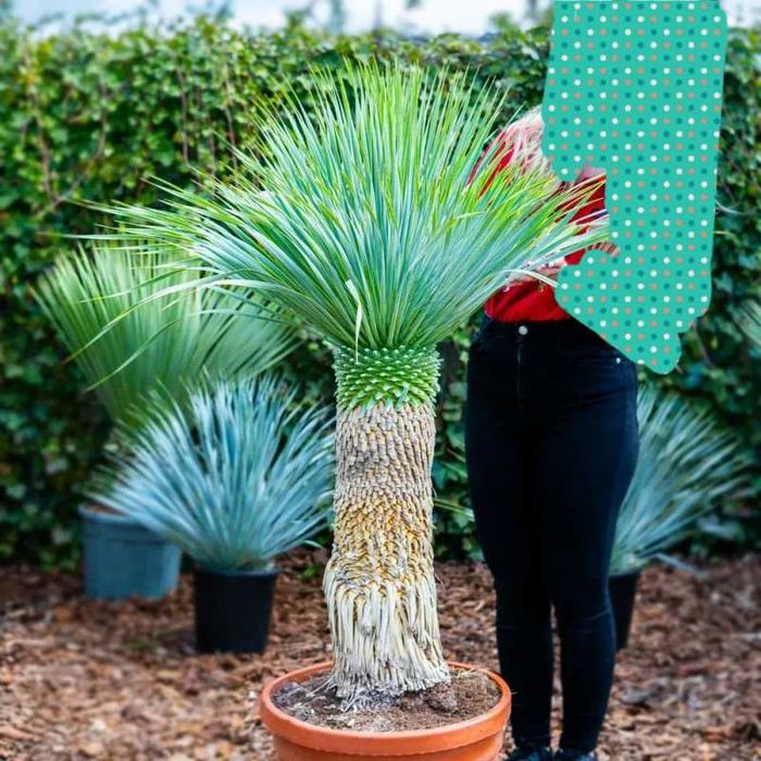 Juka rostrata / Yucca rostrata / ~155cm mrozoodporna!