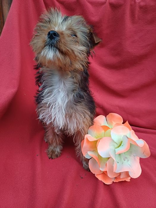 Дівчинка -йорширський тер'єр.