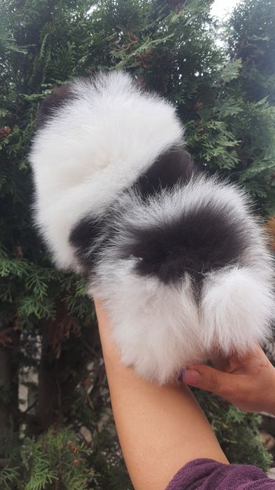 Панда помераночка ексклюзив