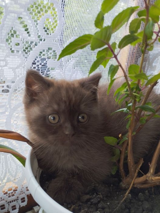 Шотландський шоколадного окрасу хлопчик