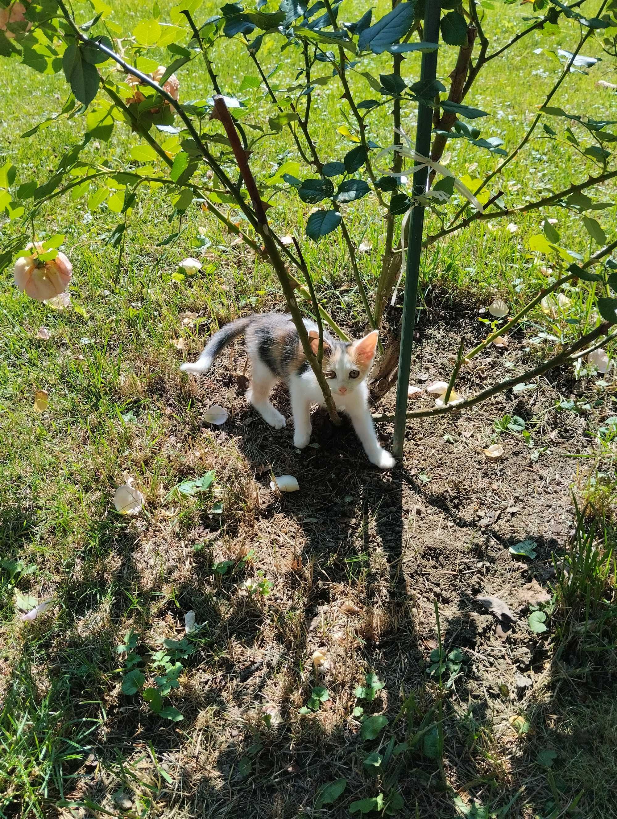Oddam małe kotki