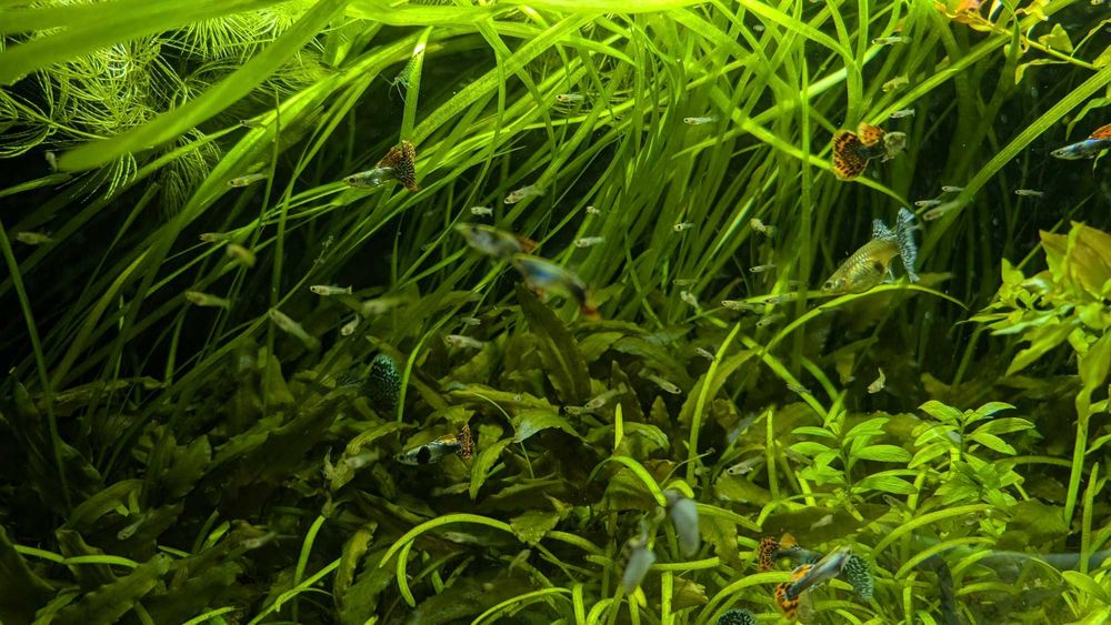 Gupik Dumbo Red Mosaic Samce i Samice