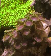 Zoa Zoanthus Joker koralowiec