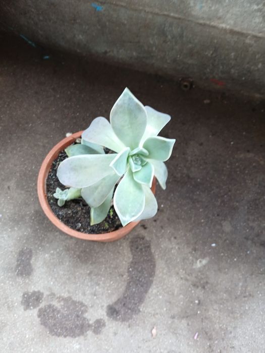 Suculenta verde com rebentinho