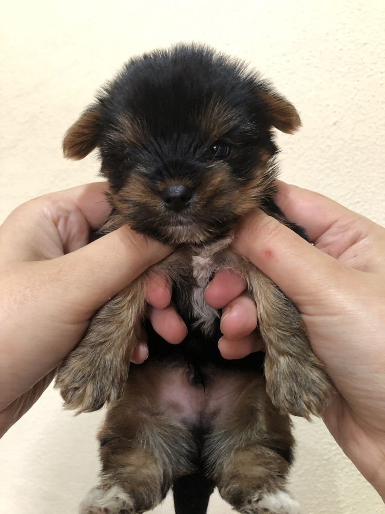 Yorkshire Terrier Puro