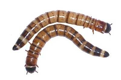 Зофобас (зоофобус, Zophobas morio) живой корм