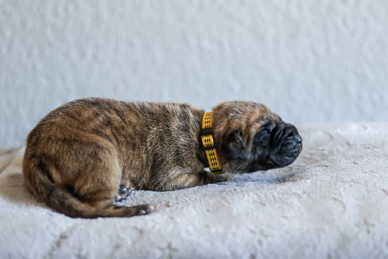 Dog niemiecki szczenię.
