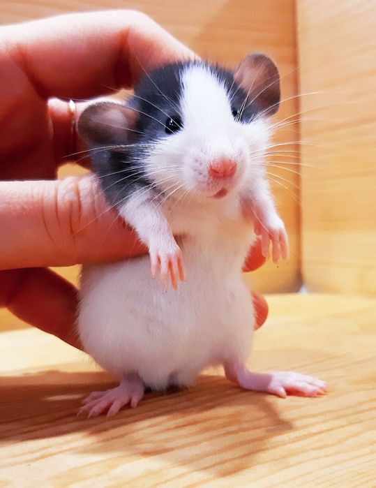 Крыски дамбо,крысы,крысята,клетки,корма,аксессуары