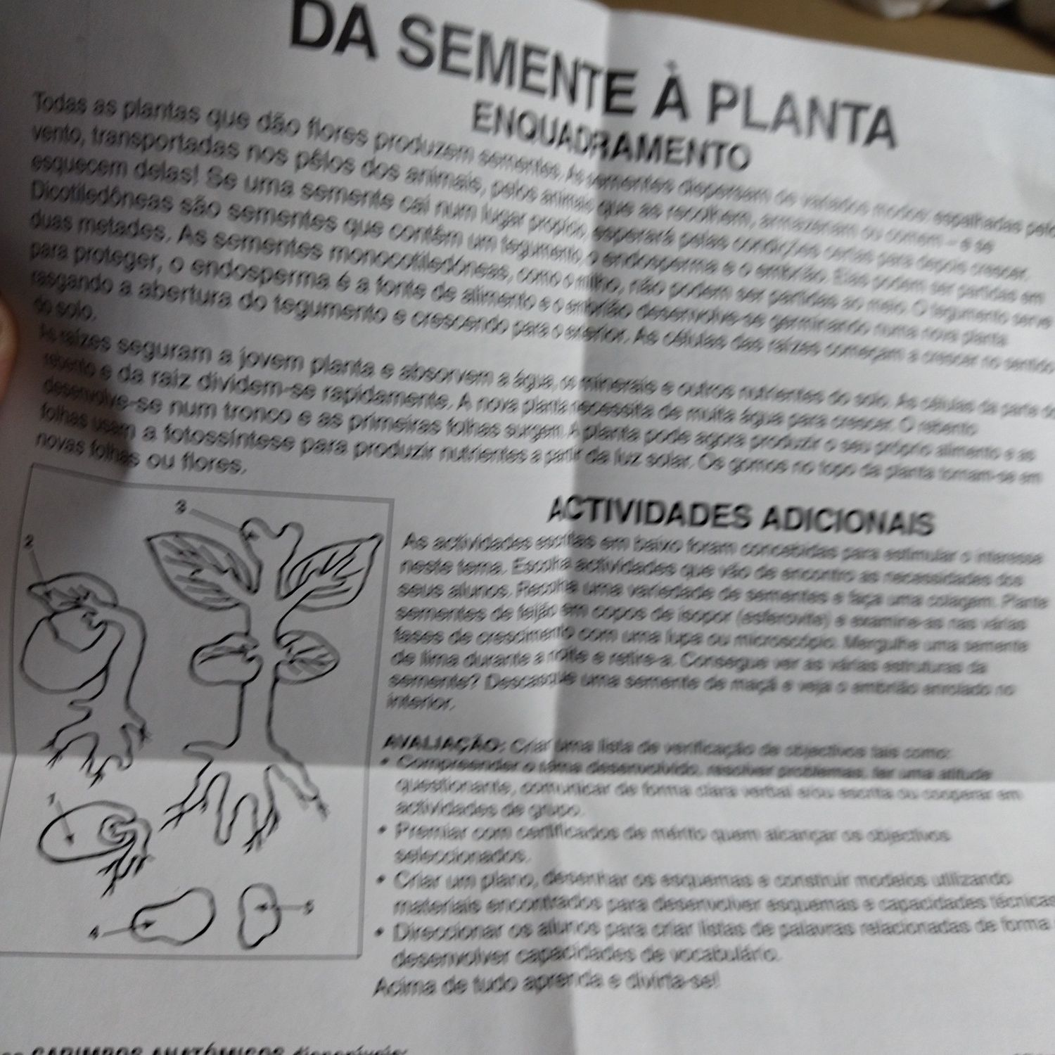 Carimbos ( da semente à planta)