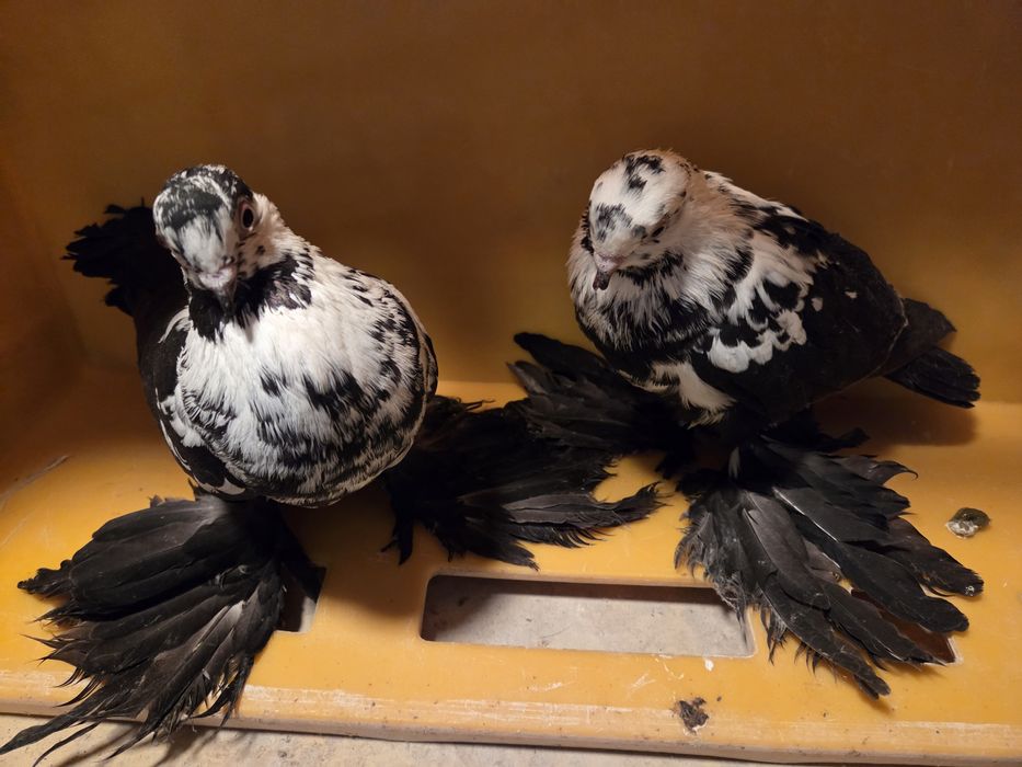 Widyn widyny gołębie ozdobne