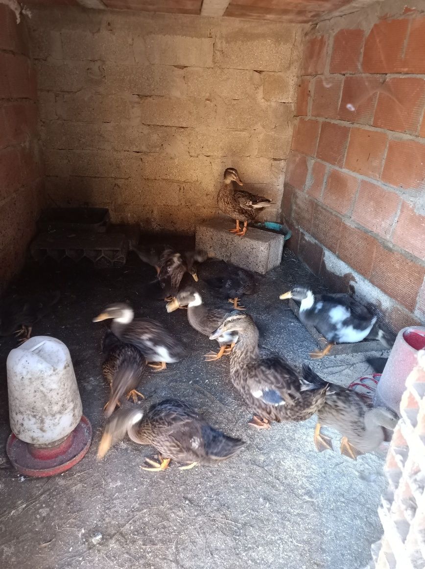 Pato Rouen puros