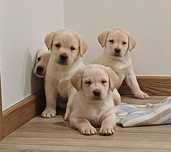 Suczka rasy Labrador