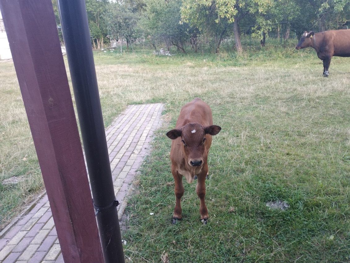 Krowa z cielakiem pierwsze wycielenie