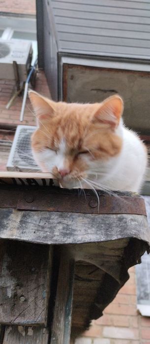 Кішка безкоштовно