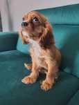 * Cavalier King Charles Spaniel piesek maleńki rubinowy Rubi *