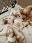 Zapraszamy do rezerwacji Cociel Spaniel angielski