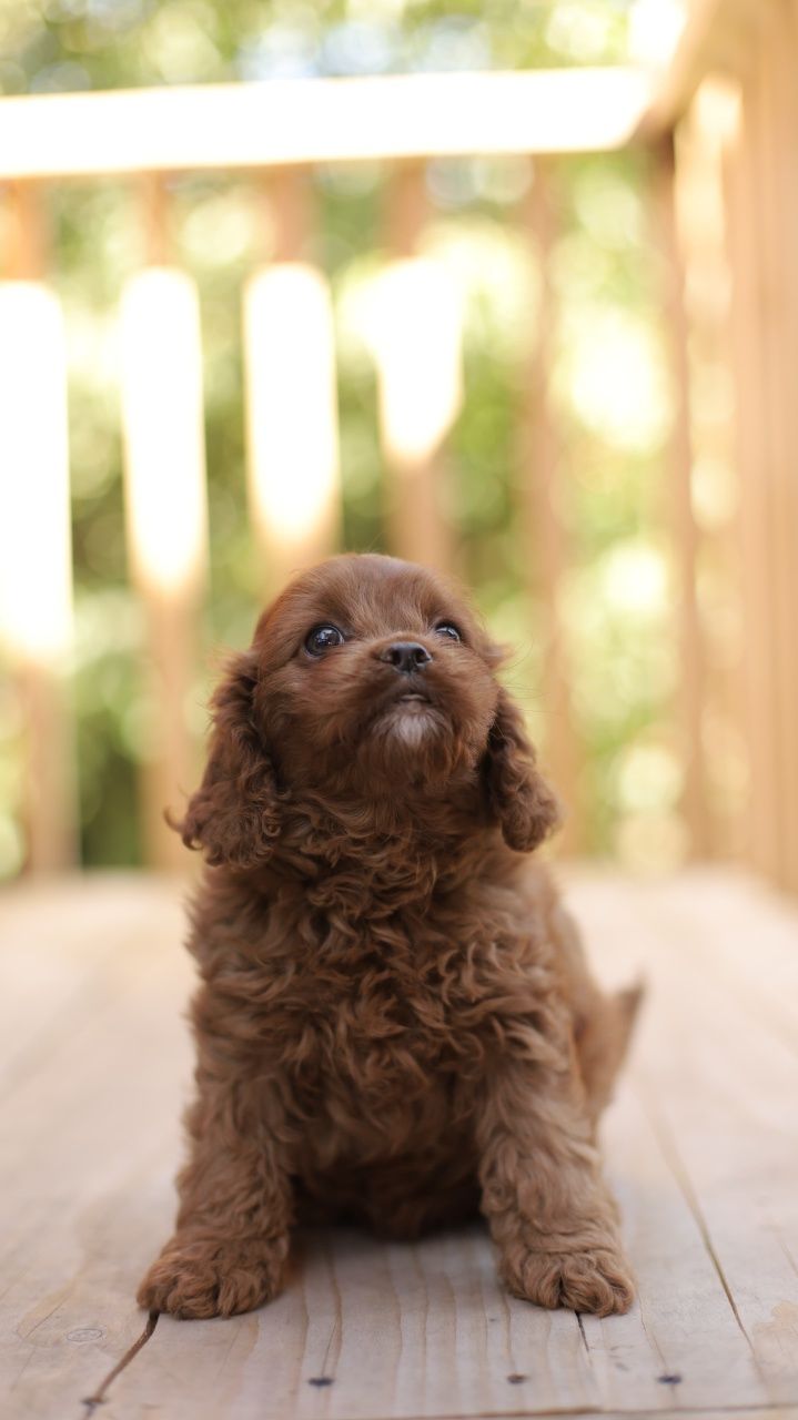 Cavapoo śliczna suczka