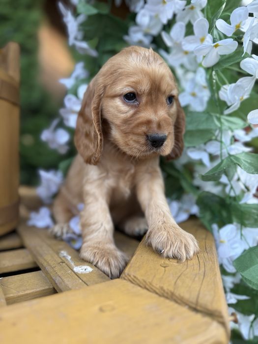 Śliczny piesek Cocker Spaniel Angielski z rodowodem
