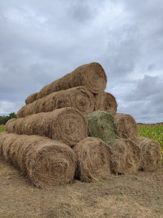 Siano SUPER JAKOŚĆ 130x120 po pasówce 1 i 2 pokos oraz sianokiszonka 2