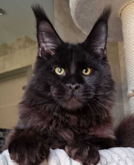 Чекаємо на найкращу родину! Мейн-кун з документами та щепленням