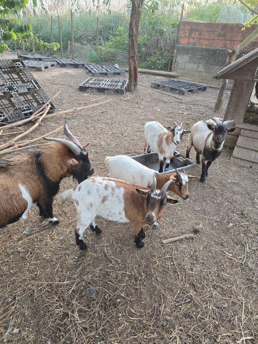 Cabras Anãs femeas