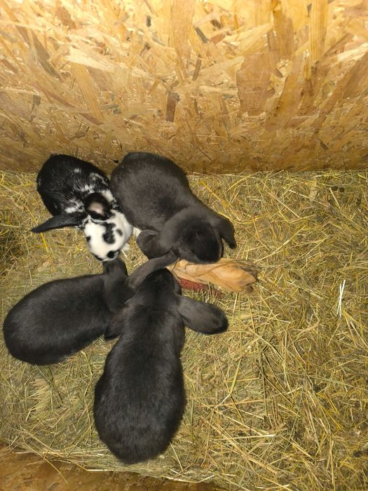 Królik baran francuski