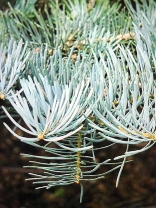 Jodła koreańska ,Jodła kalifornijska jednobarwna .Piękne duże sadzonki