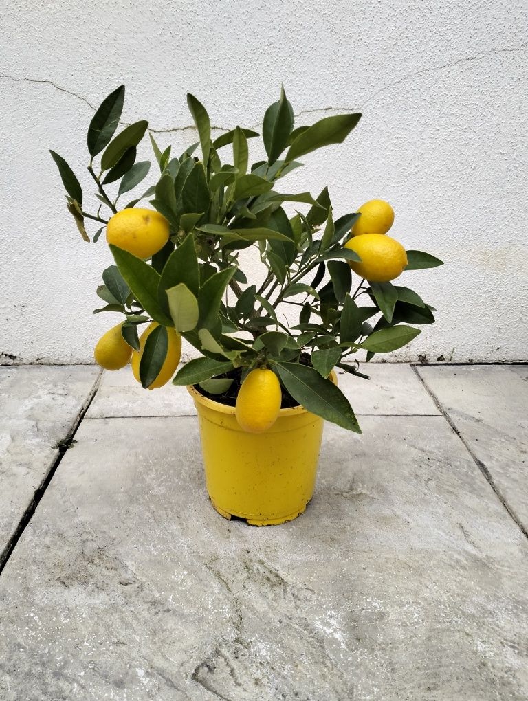 Limequat, limonella, calamondin