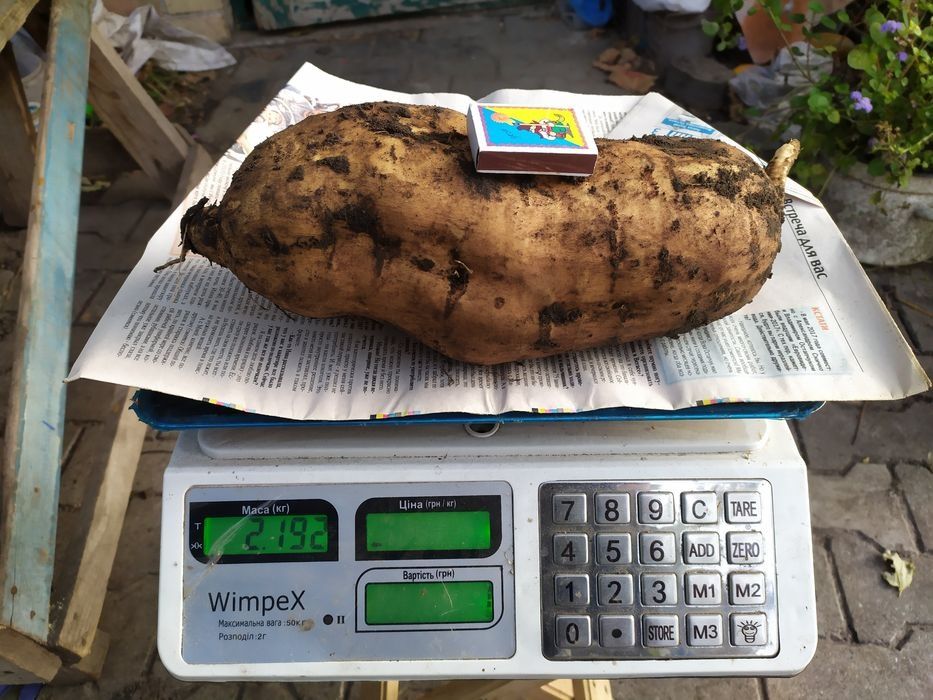 "Продам  клубни батата !  батат Киев"