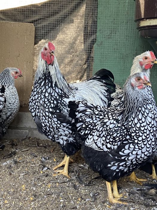 Виандот петушки молодые