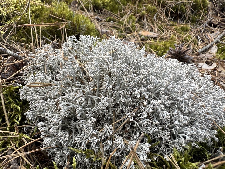 Живий та сухий лісовий мох